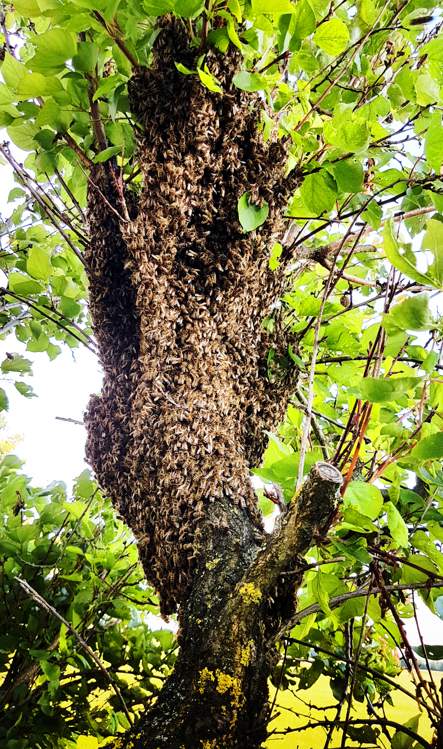 bienen-baum